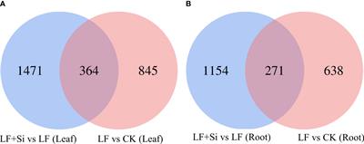 Comparative physiological and transcriptomics analysis revealed crucial mechanisms of silicon-mediated tolerance to iron deficiency in tomato